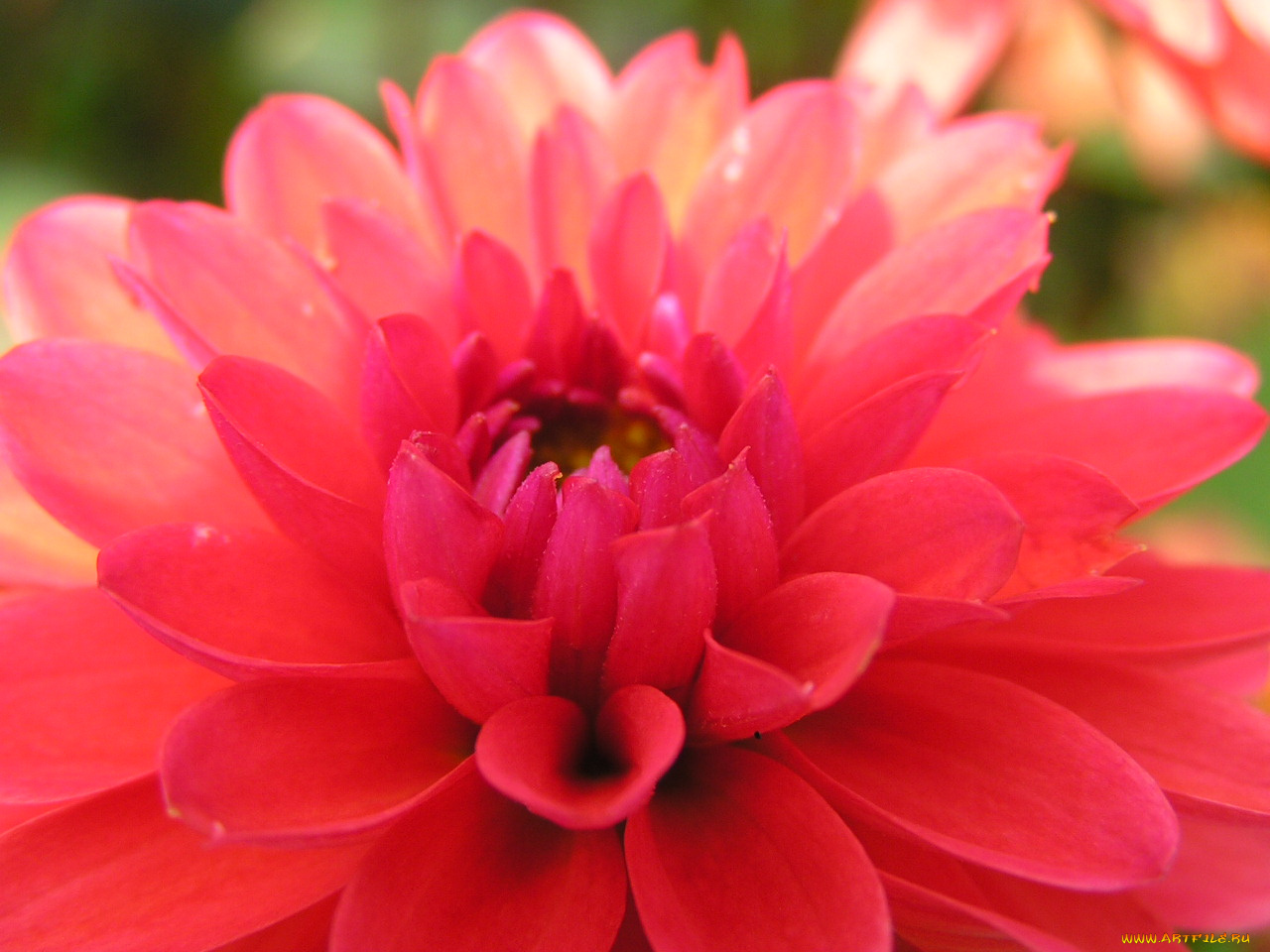 цветоЧек, цветы, георгины