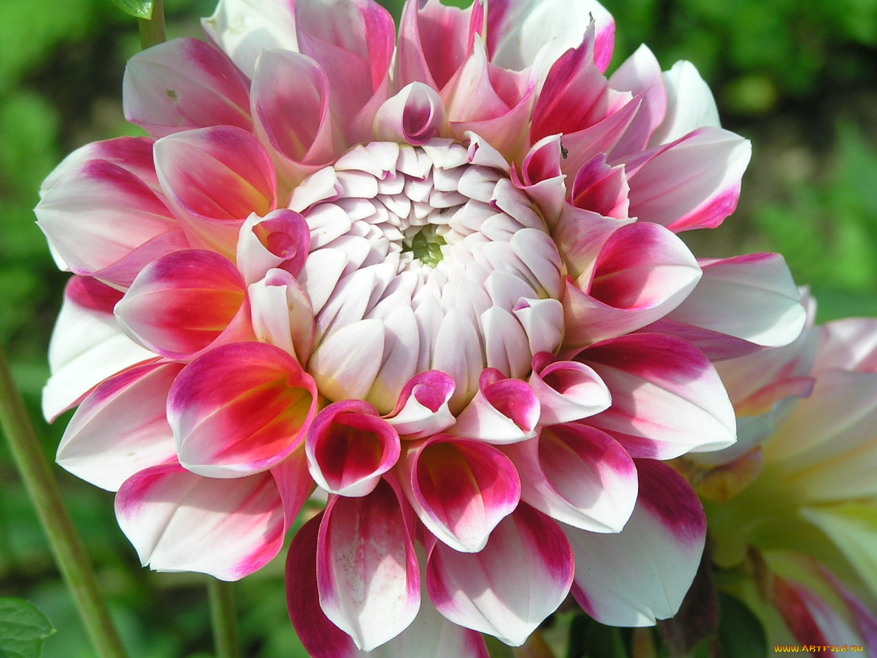 цветоЧек, цветы, георгины