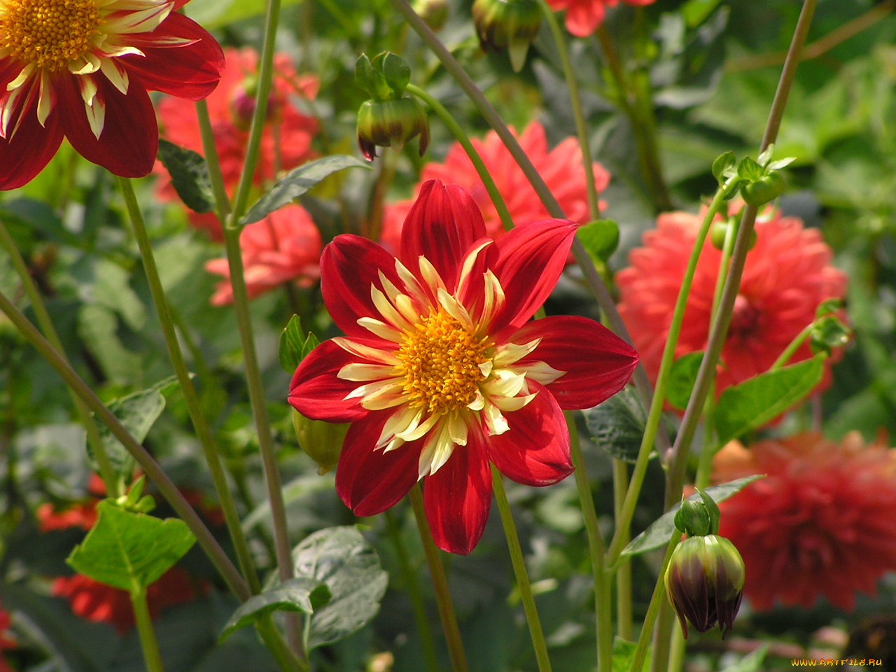 цветоЧек, цветы, георгины