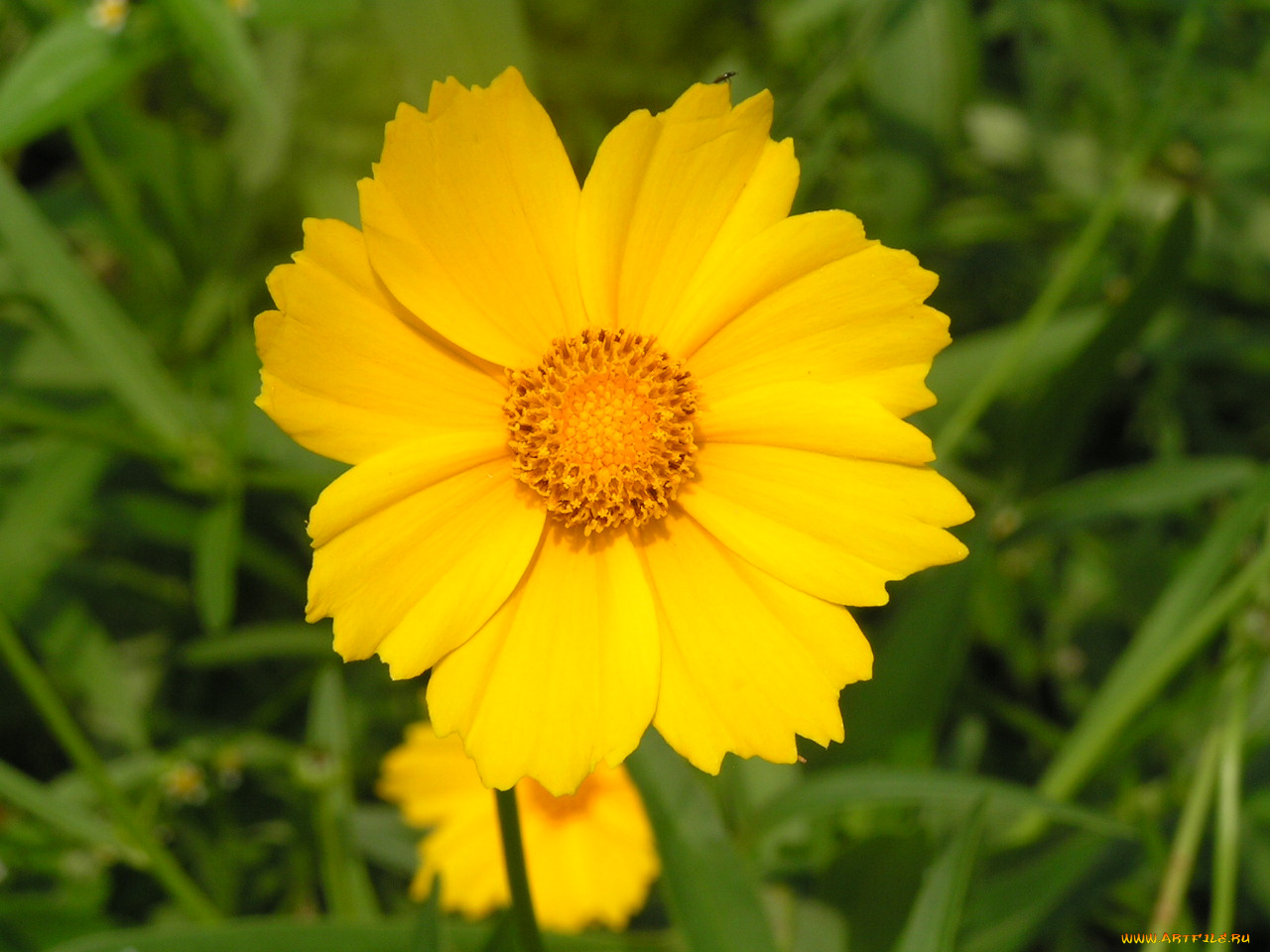 цветоЧек, цветы, космея