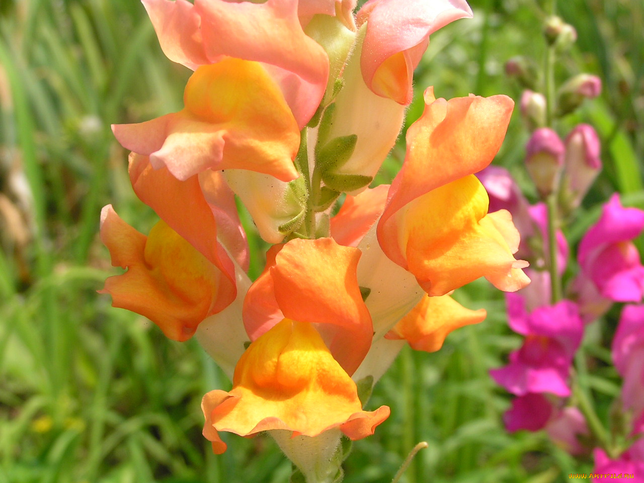 цветоЧек, цветы, львиный, зев