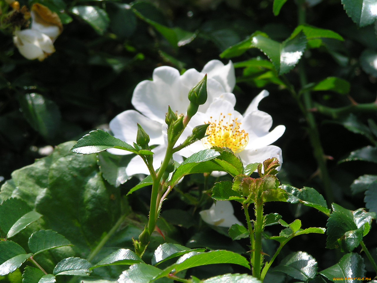 цветоЧек, цветы, шиповник