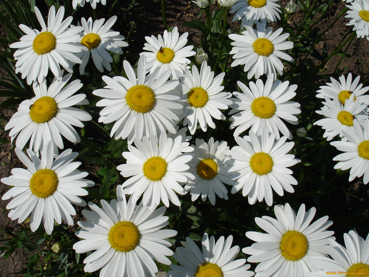 цветы, ромашки