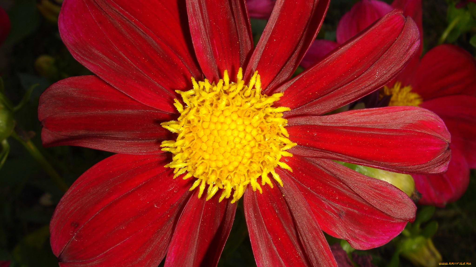 цветок, цветы, георгины