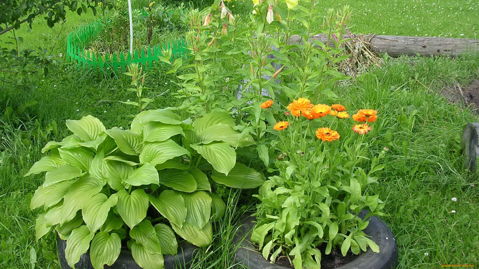 растение, цветы, разные, вместе