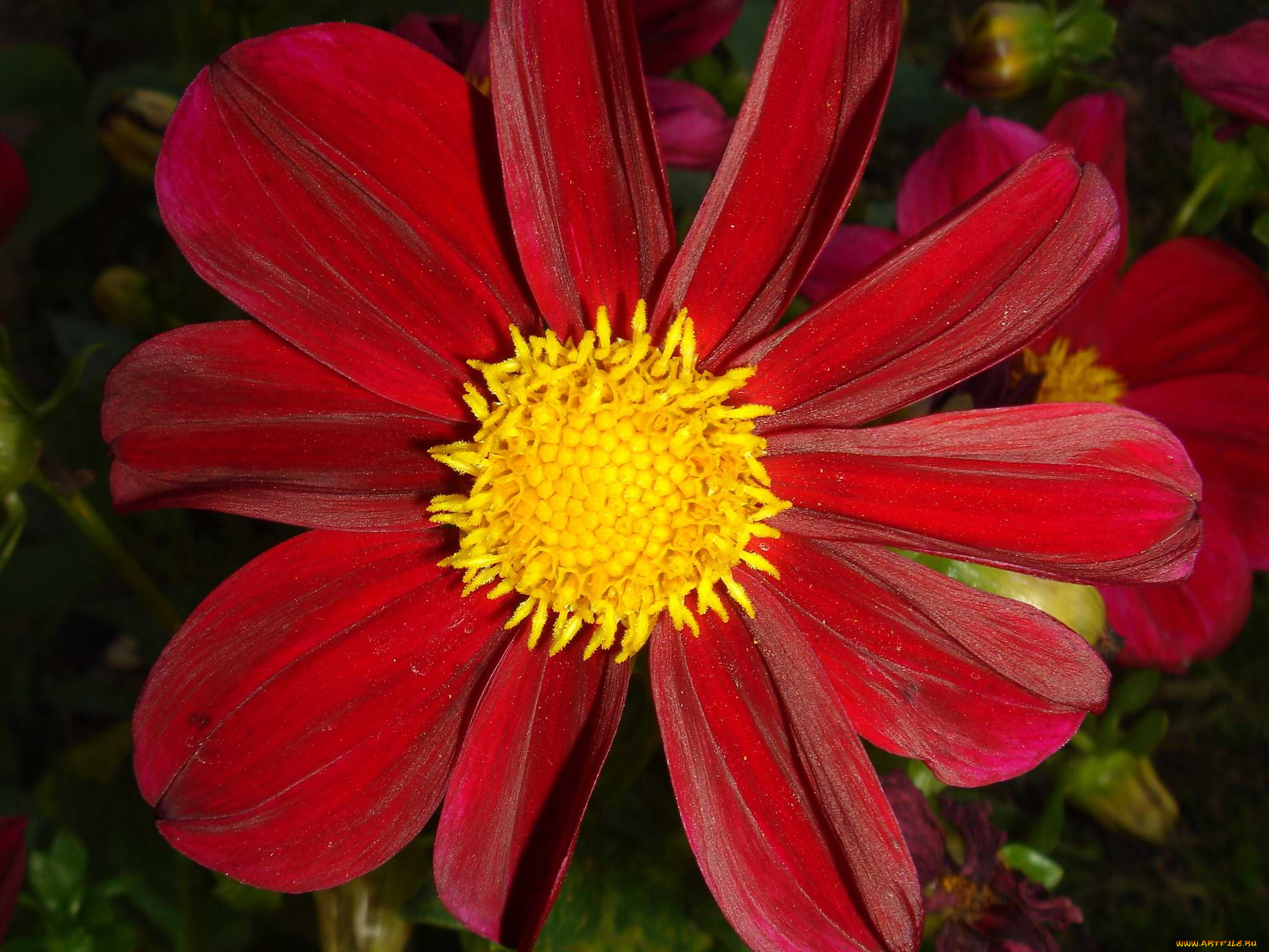 цветок, цветы, георгины