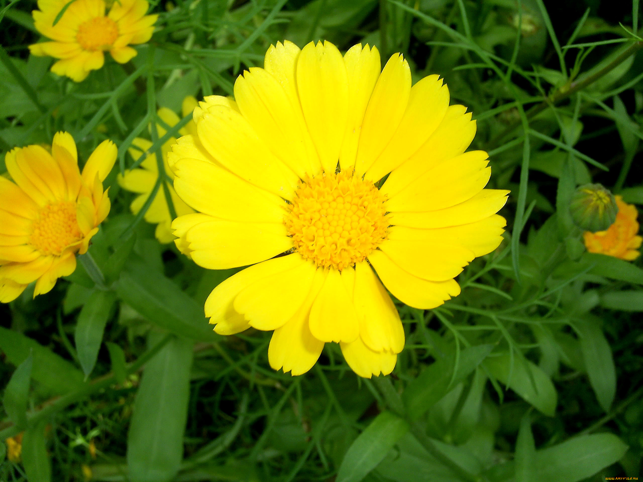 цветок, цветы, календула