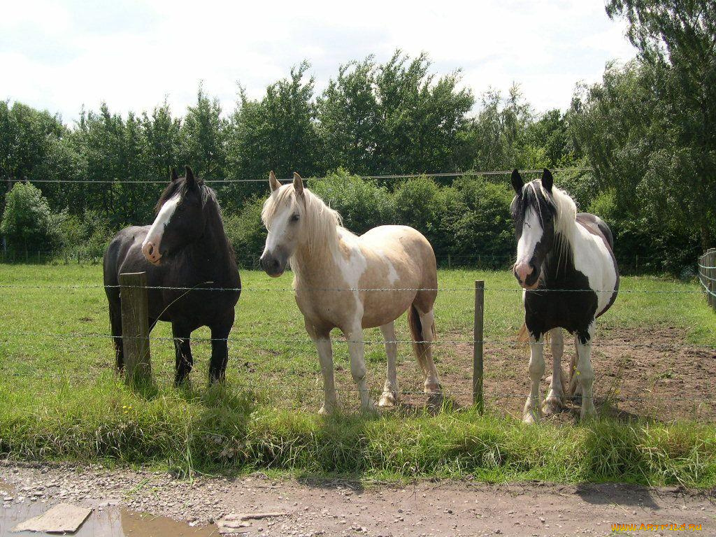 животные, лошади