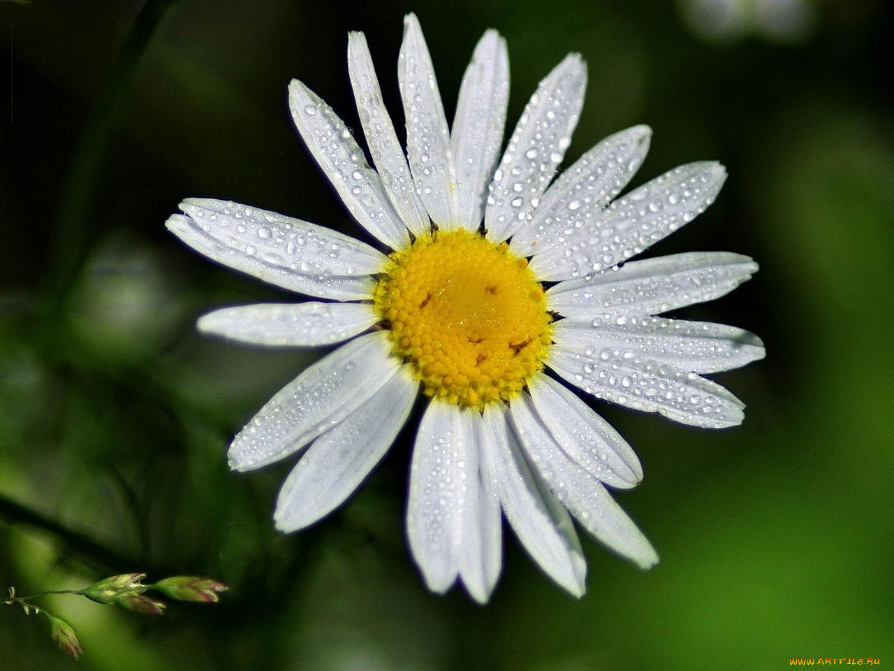 цветы, ромашки