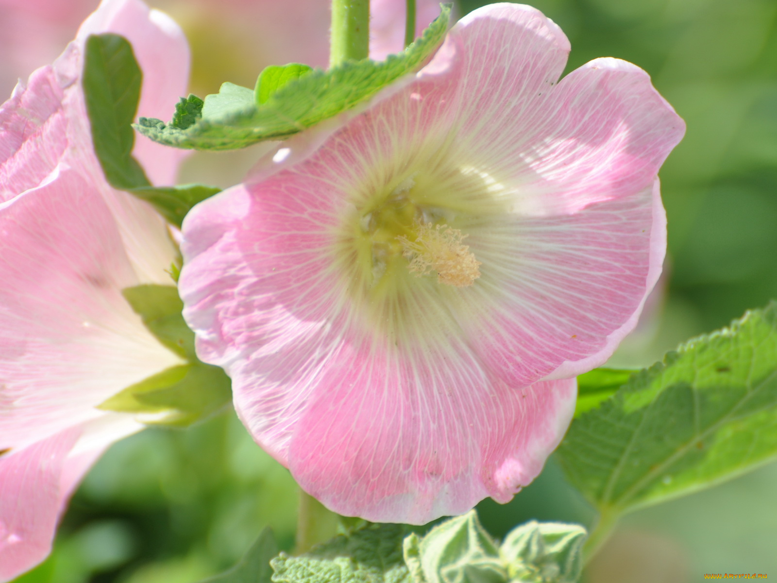 цветы, мальвы