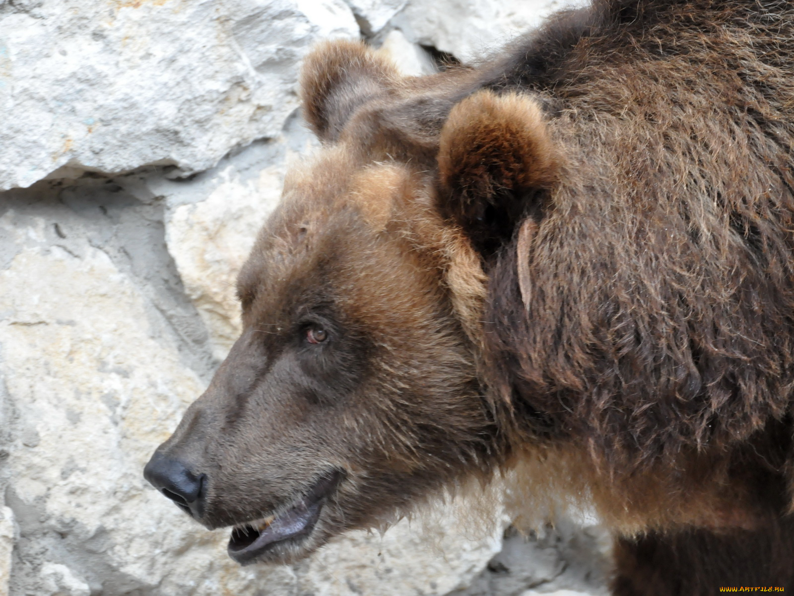 животные, медведи