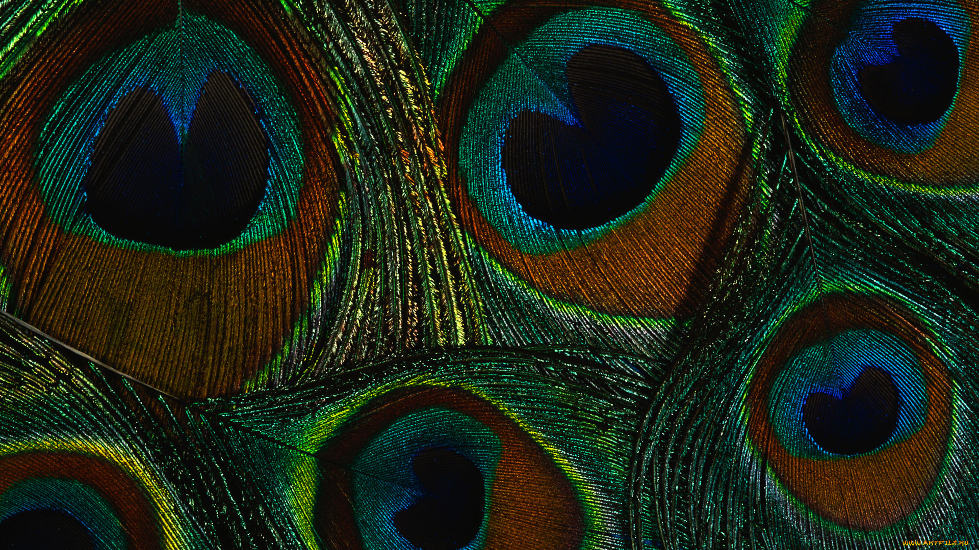 разное, перья