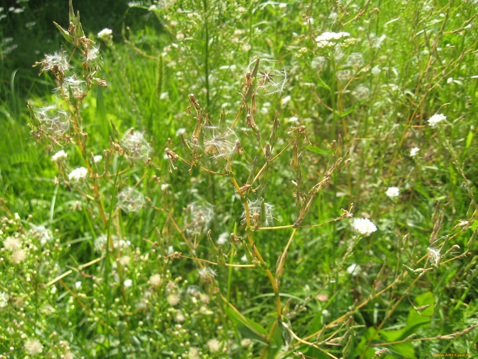 цветочки, цветы, луговые, полевые