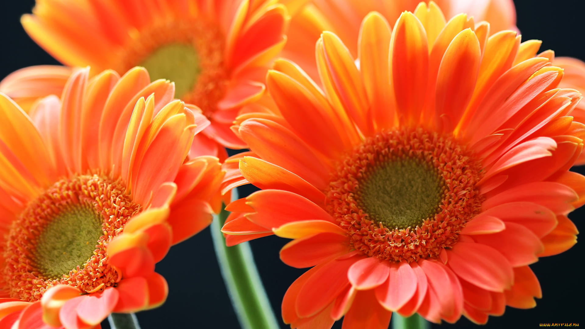 цветы, герберы, лепестки