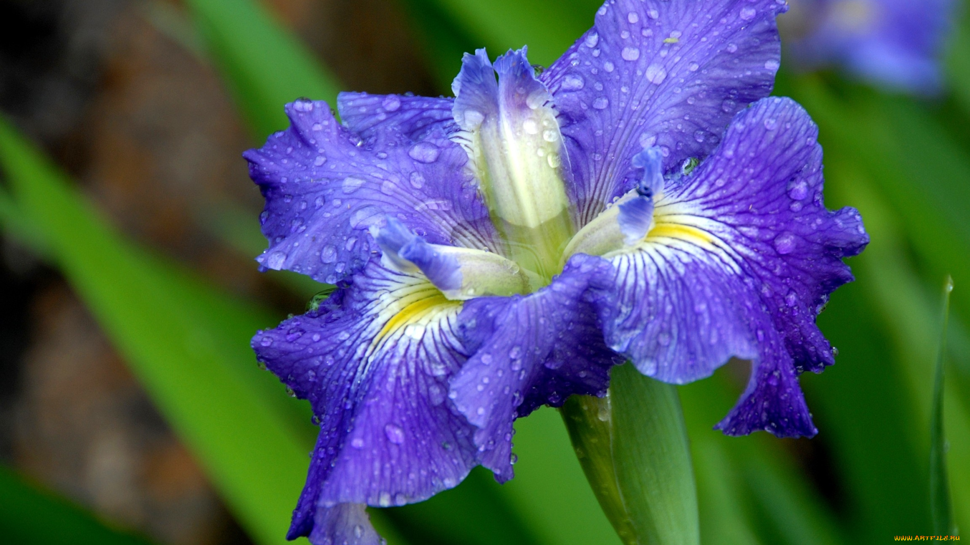 цветы, ирисы, капли, фиолетовый