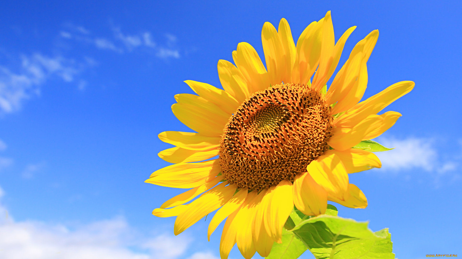 цветы, подсолнухи