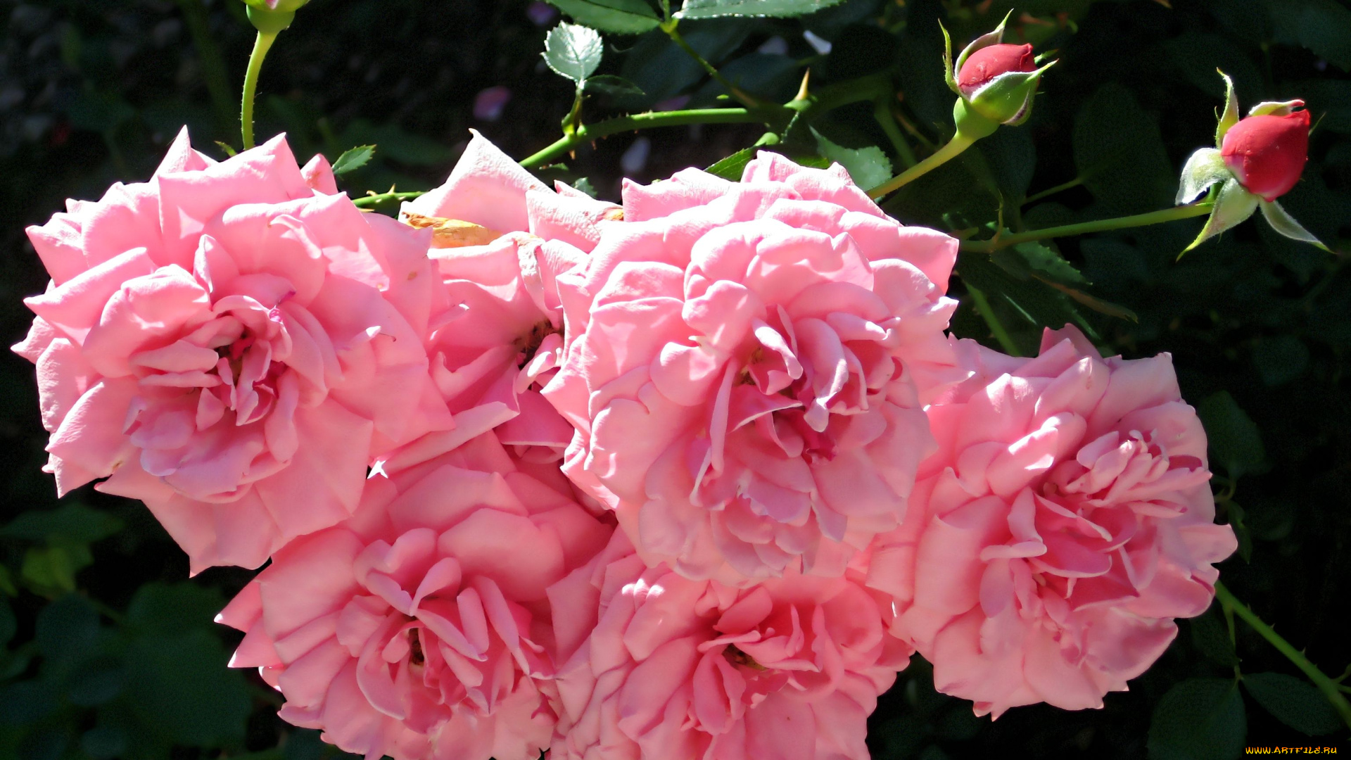 цветы, розы, бутоны