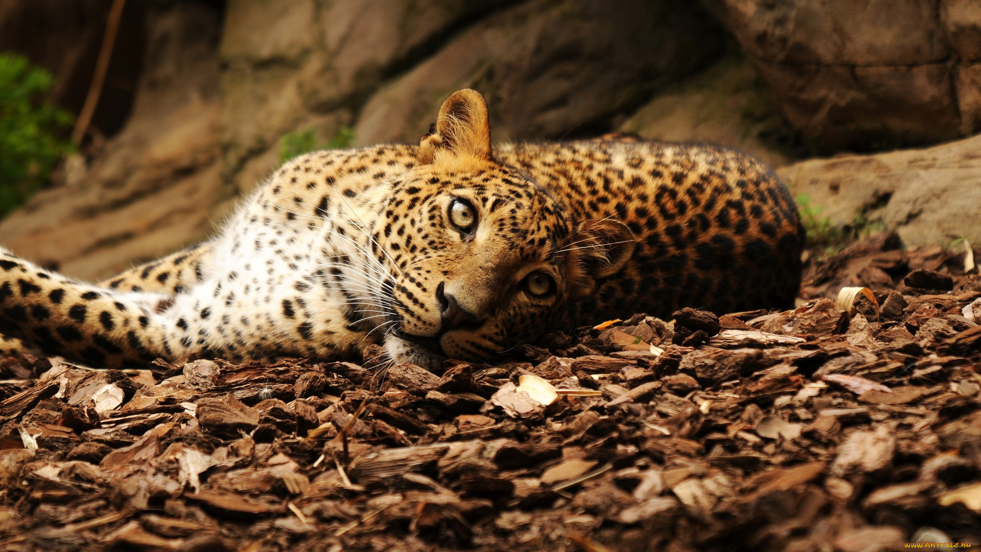 животные, леопарды, взгляд, пятна