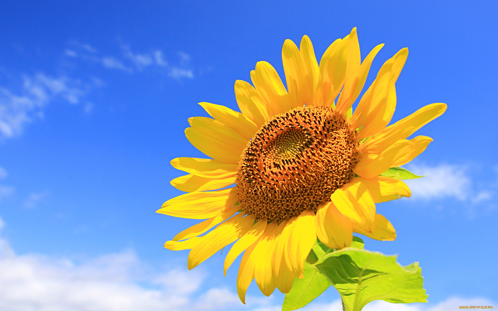 цветы, подсолнухи