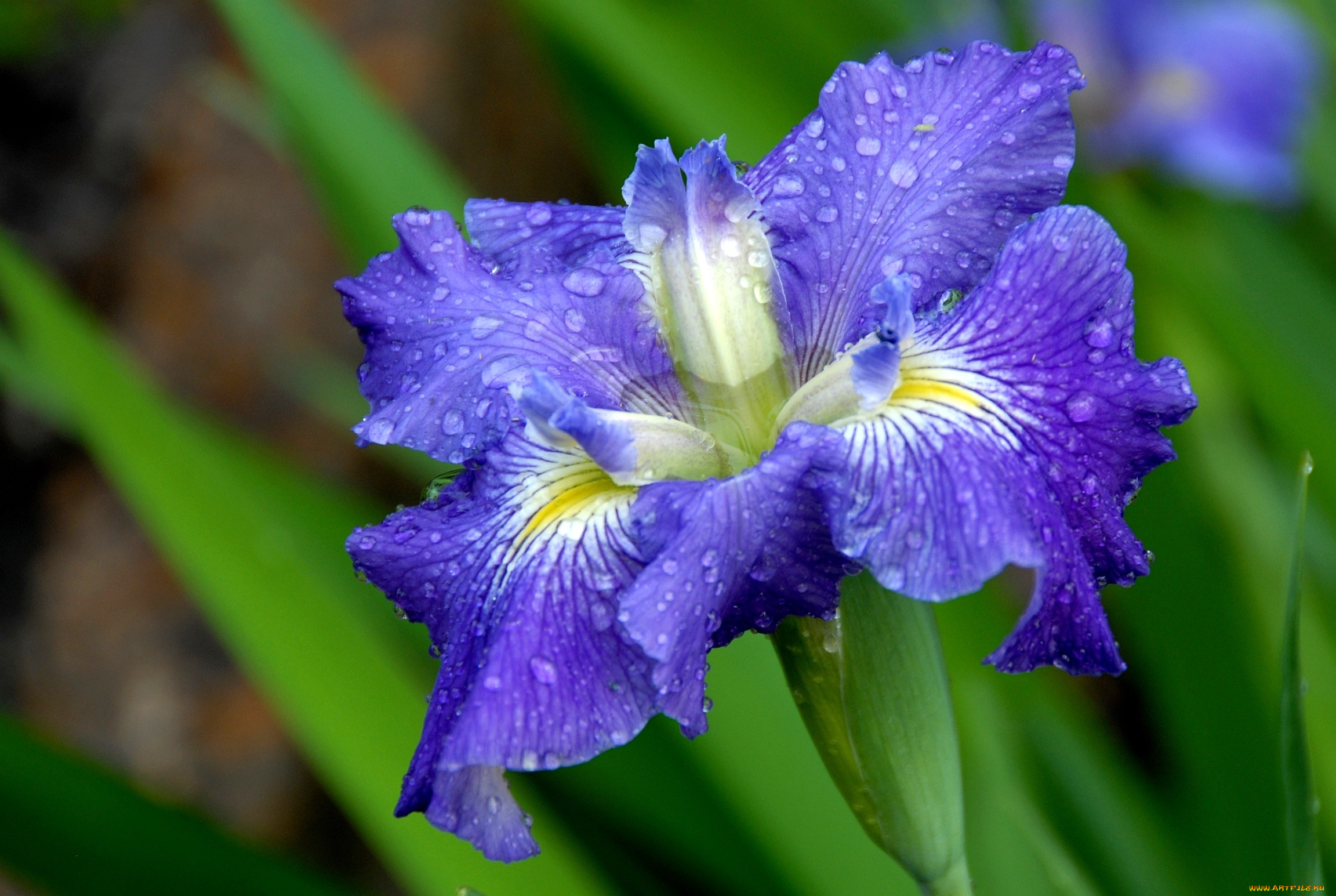 цветы, ирисы, капли, фиолетовый