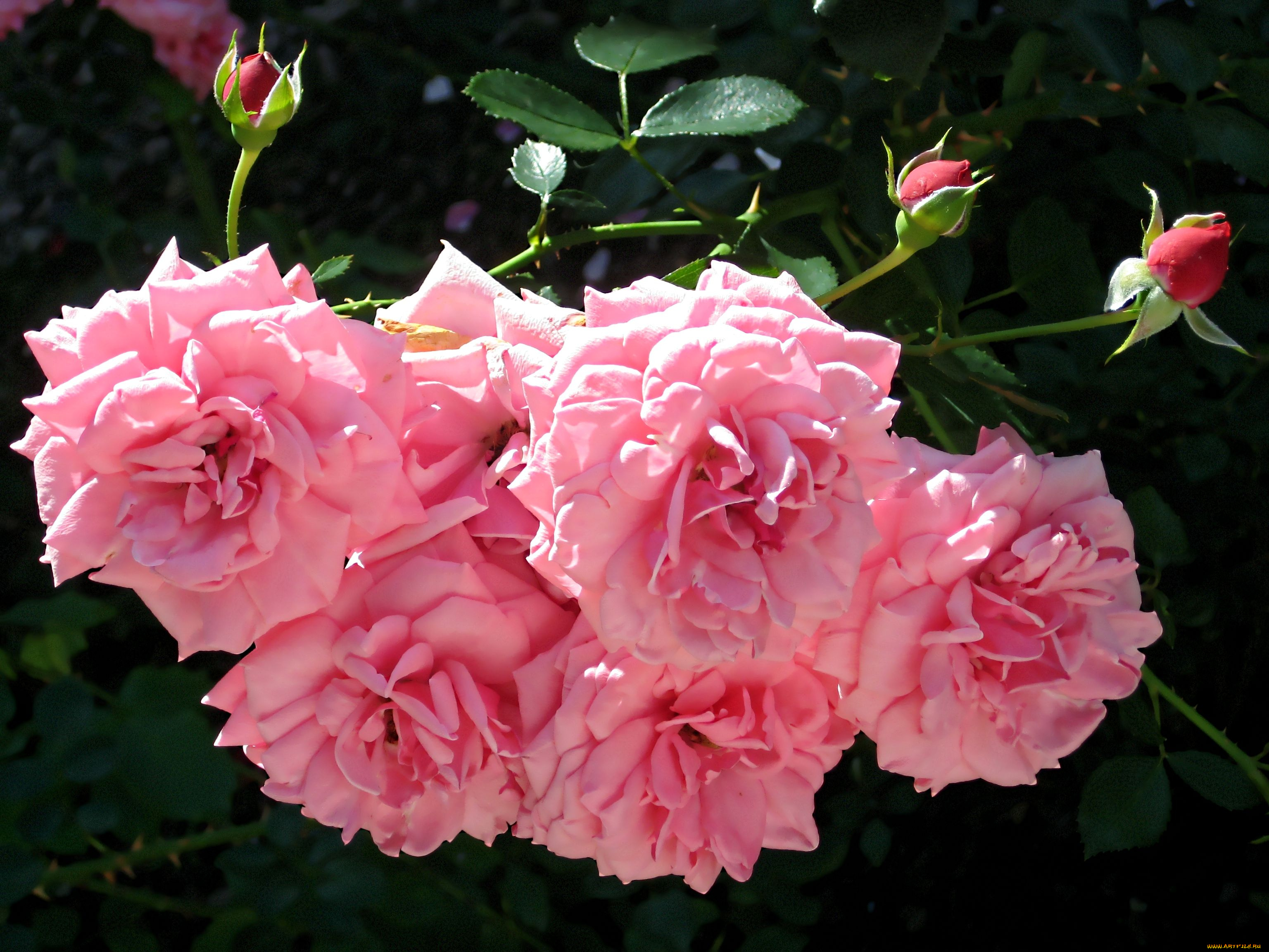 цветы, розы, бутоны