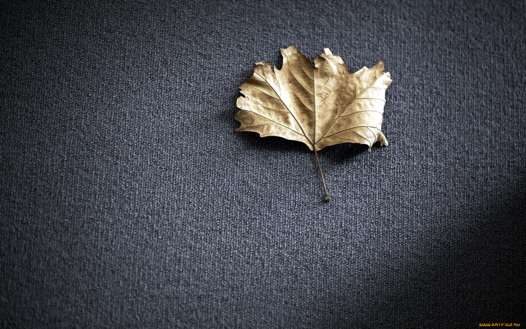 природа, листья, макро, фон, лист