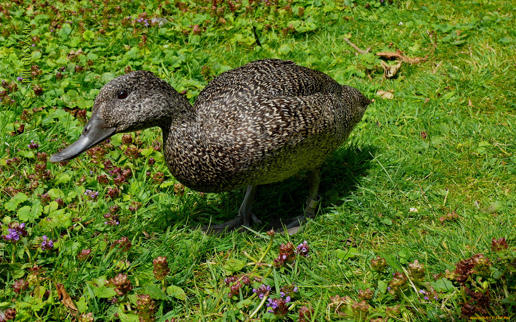 животные, утки, утка