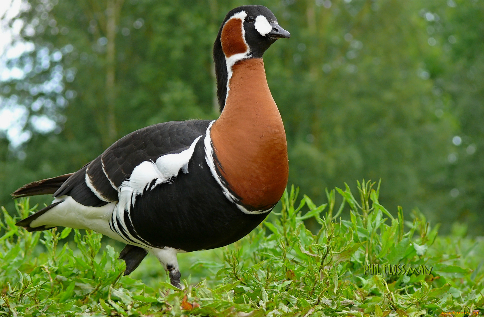 животные, утки, утка