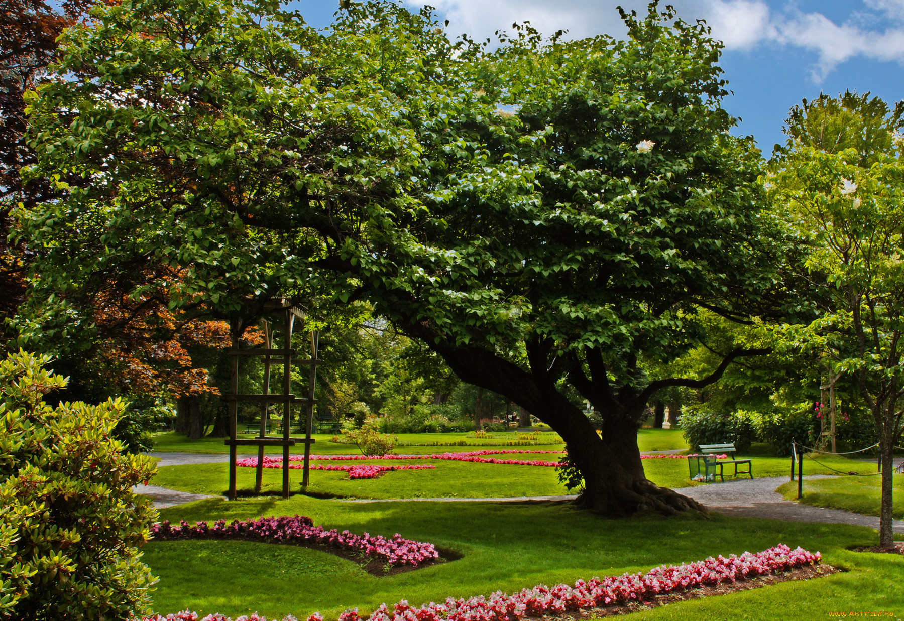 природа, парк, цветы, деревья