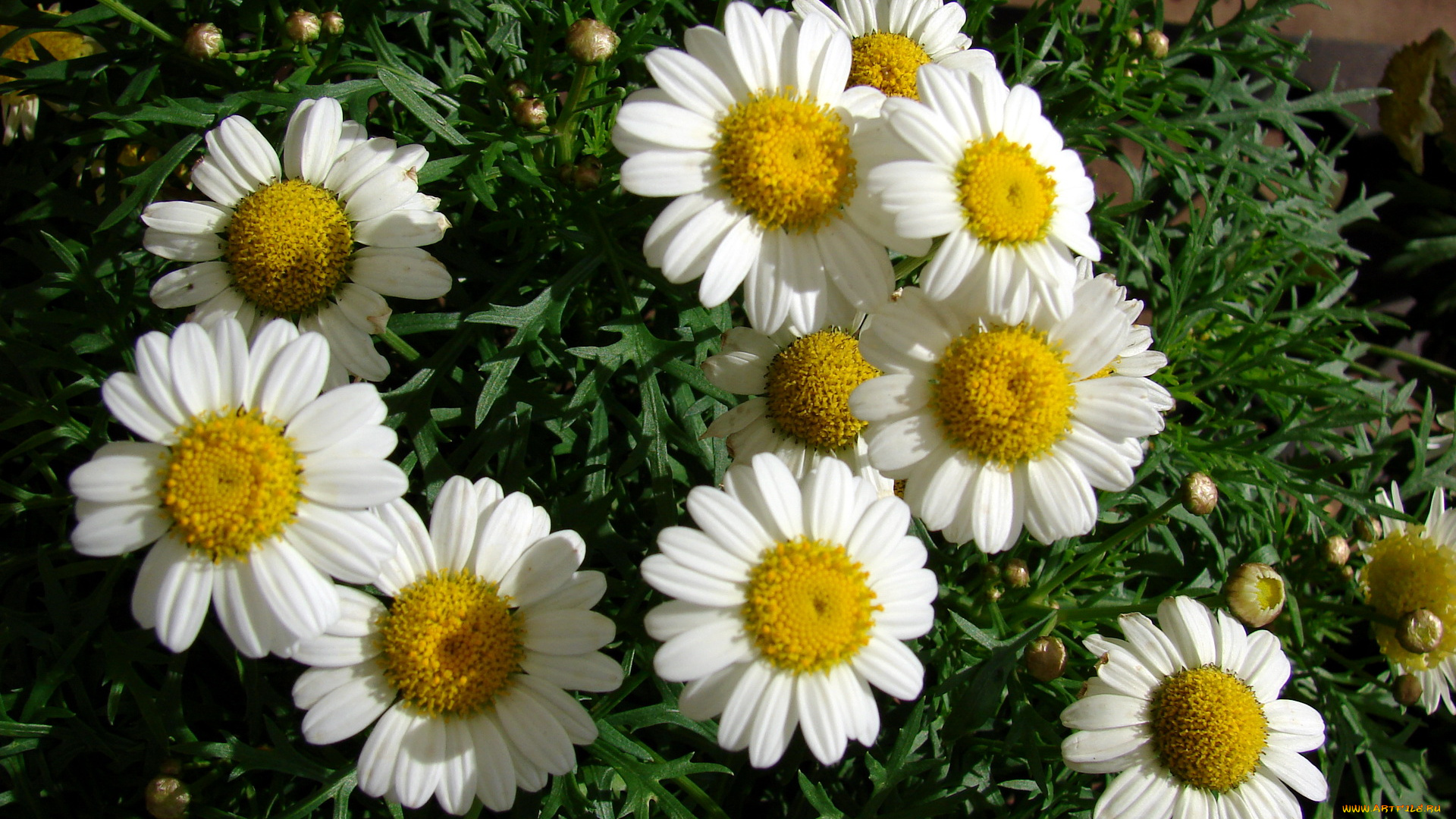 цветы, ромашки