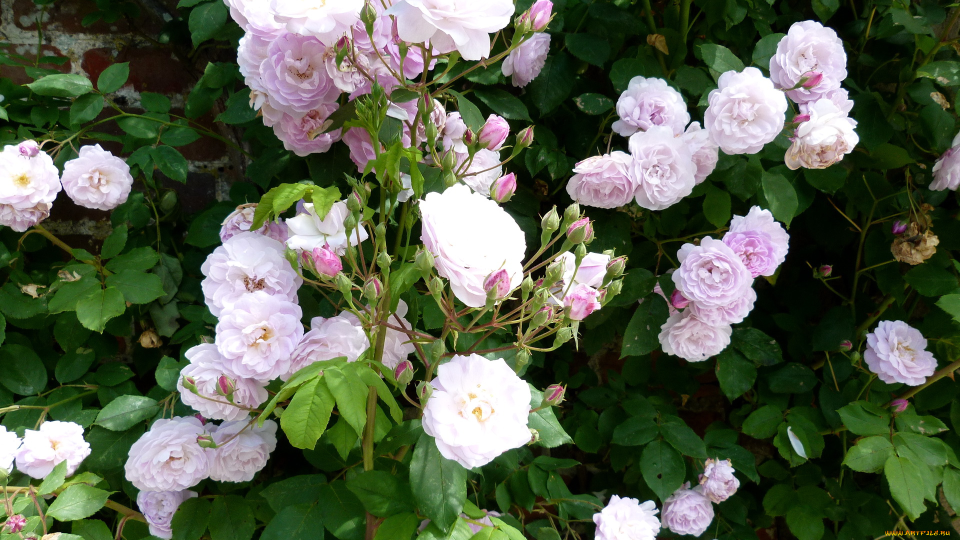 цветы, розы, куст