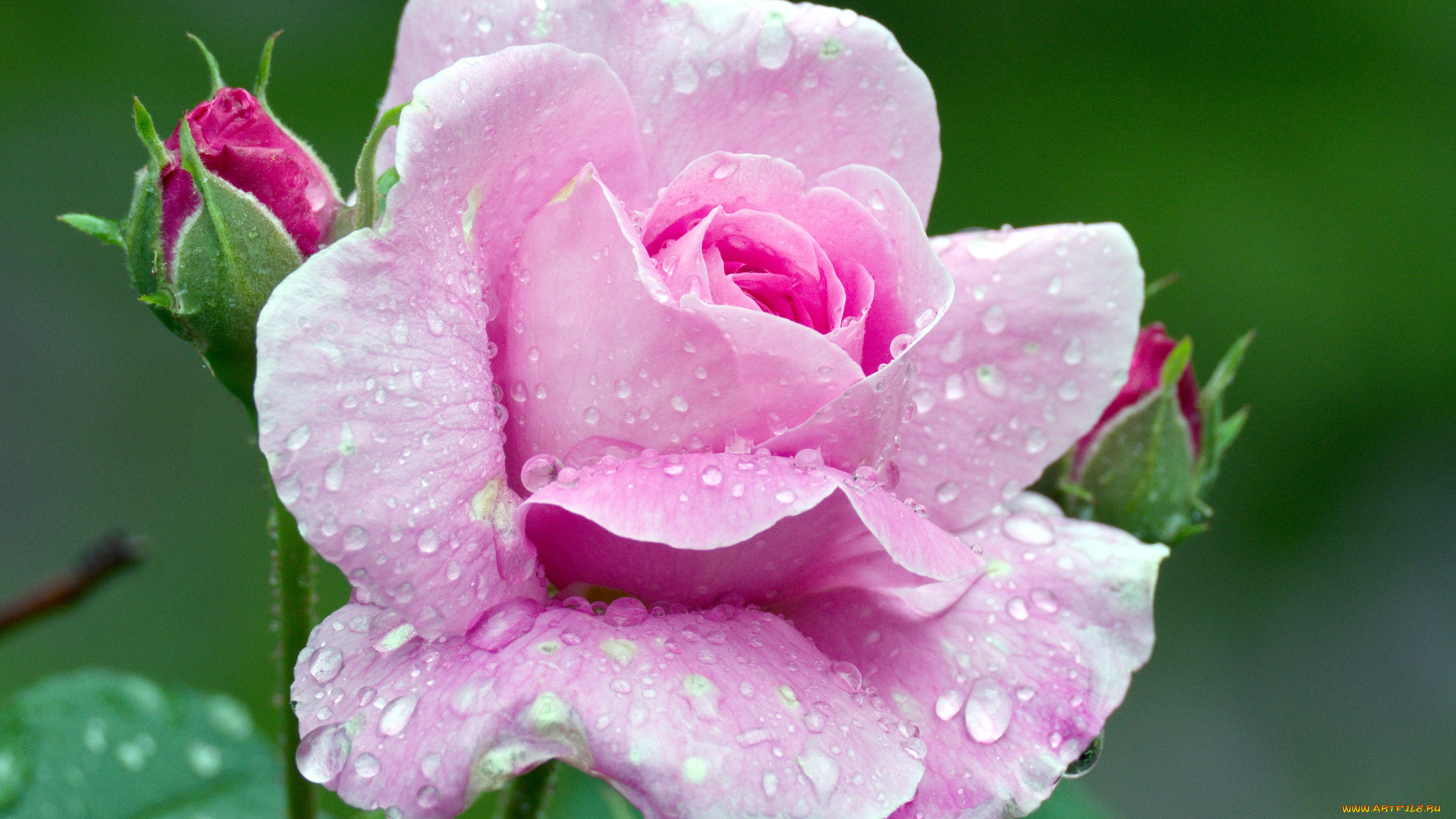 цветы, розы, розовый, капли, бутон