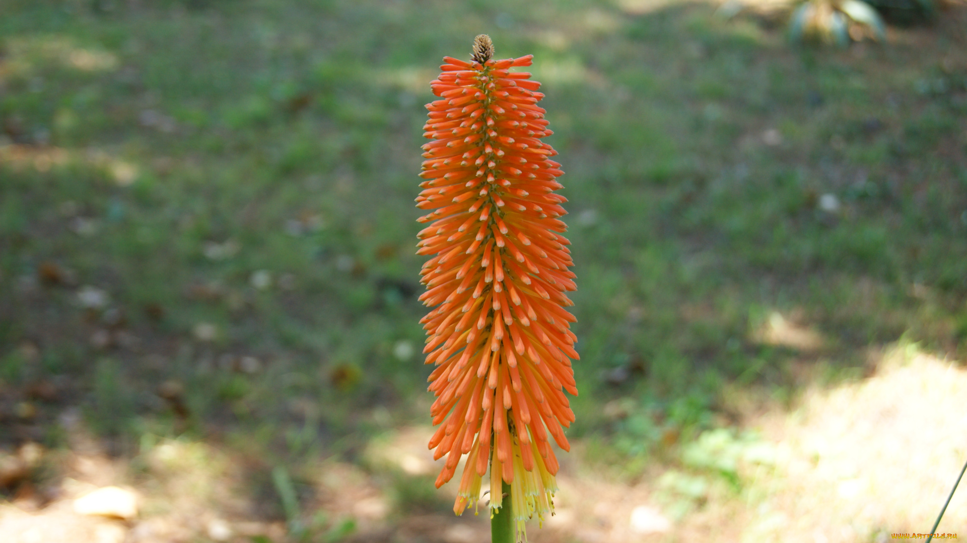 цветы, серо-зеленый, фон, цветок