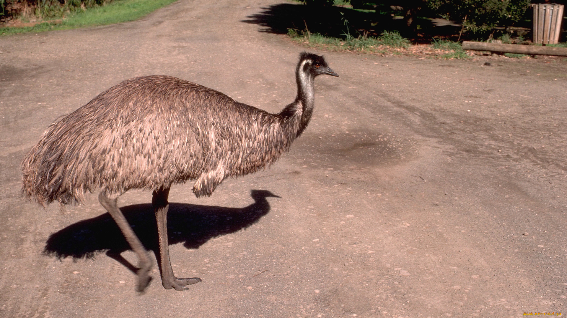 эму, животные, страусы, дорога, страус