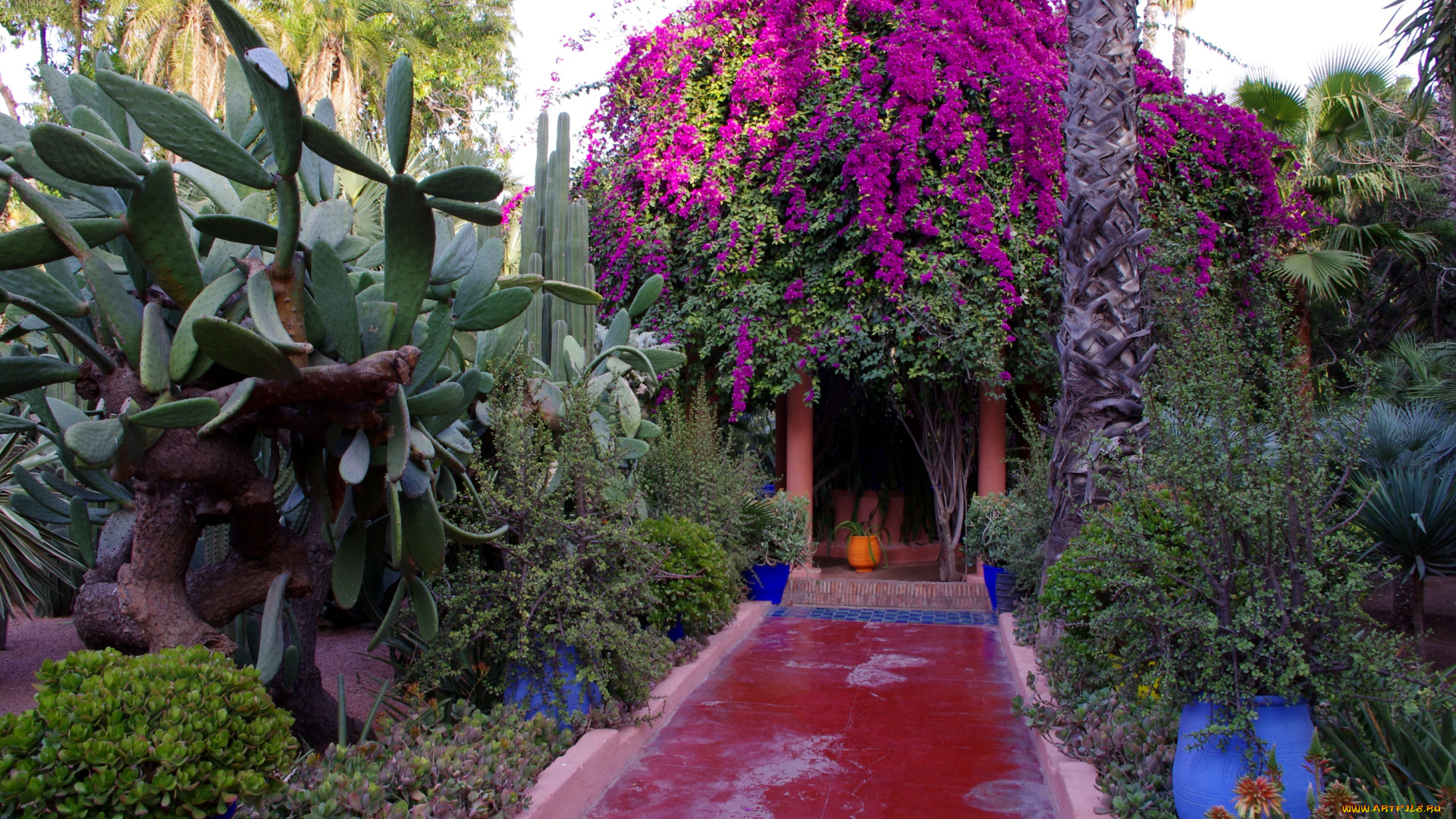 morocco, marrakech, jardin, majorelle, природа, парк, королевский, сад