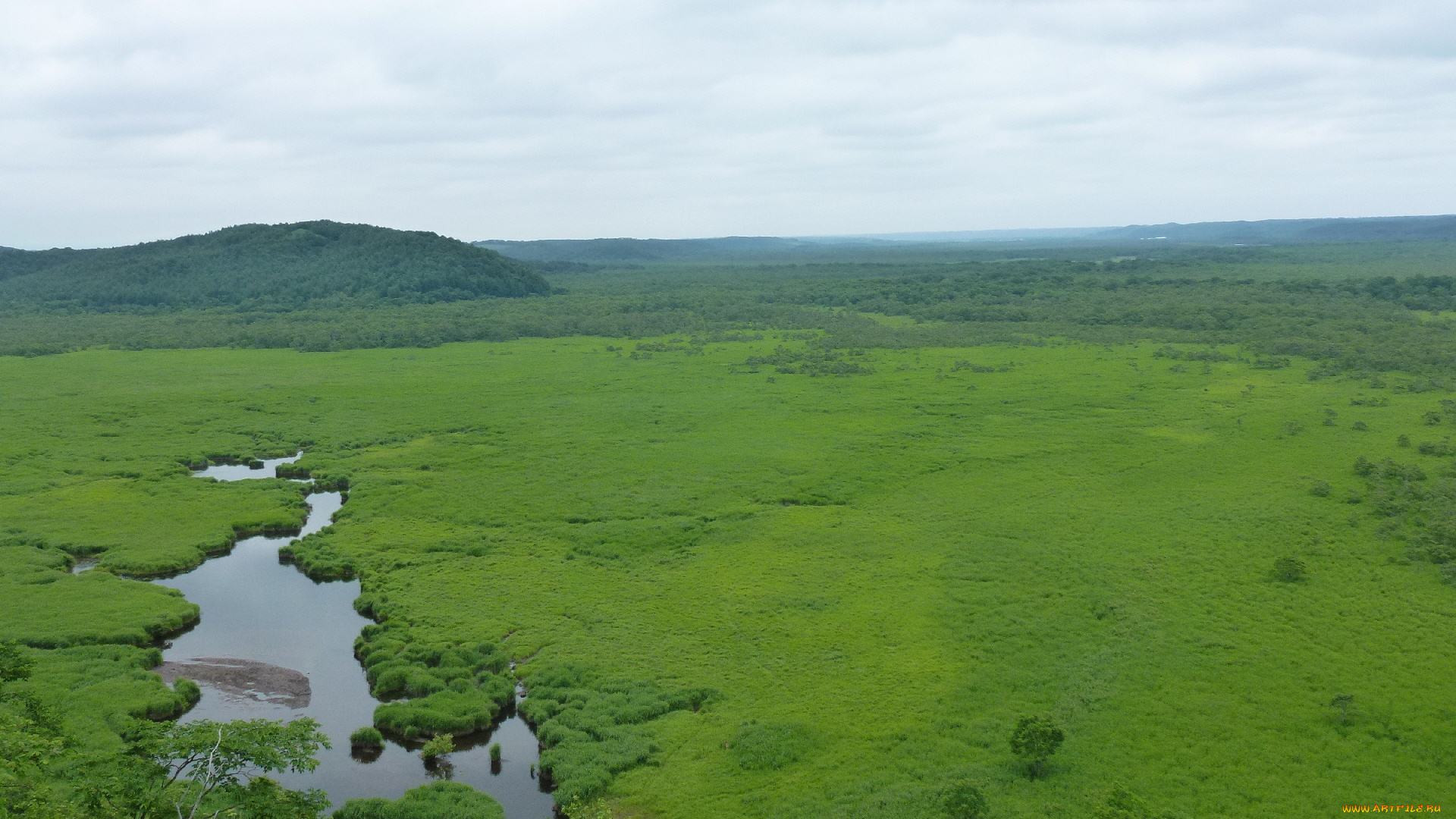 природа, луга, луг