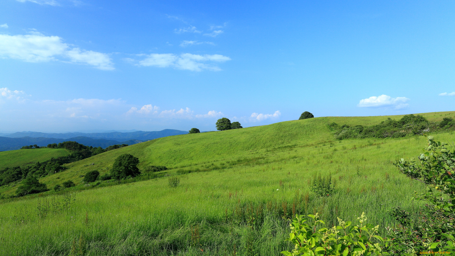 природа, поля, кусты, поле