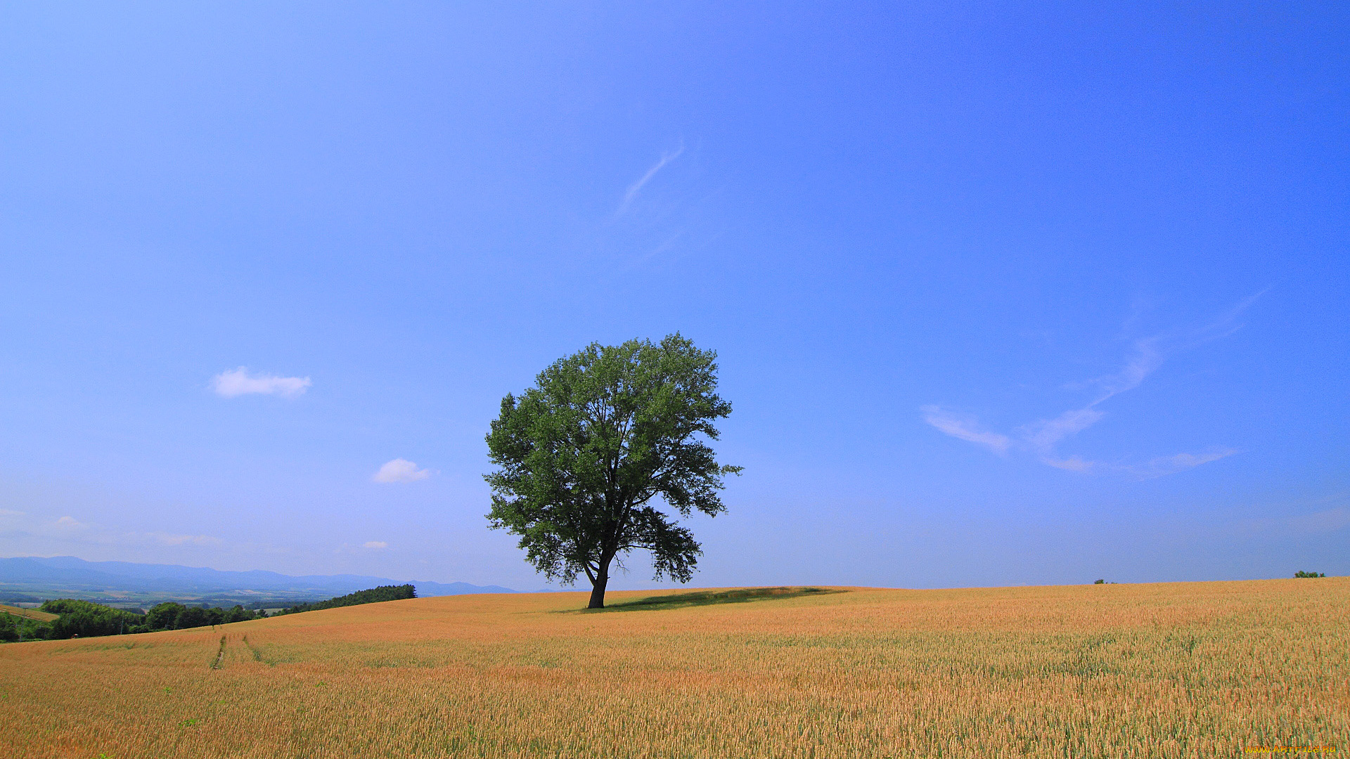 природа, поля, поле, дерево
