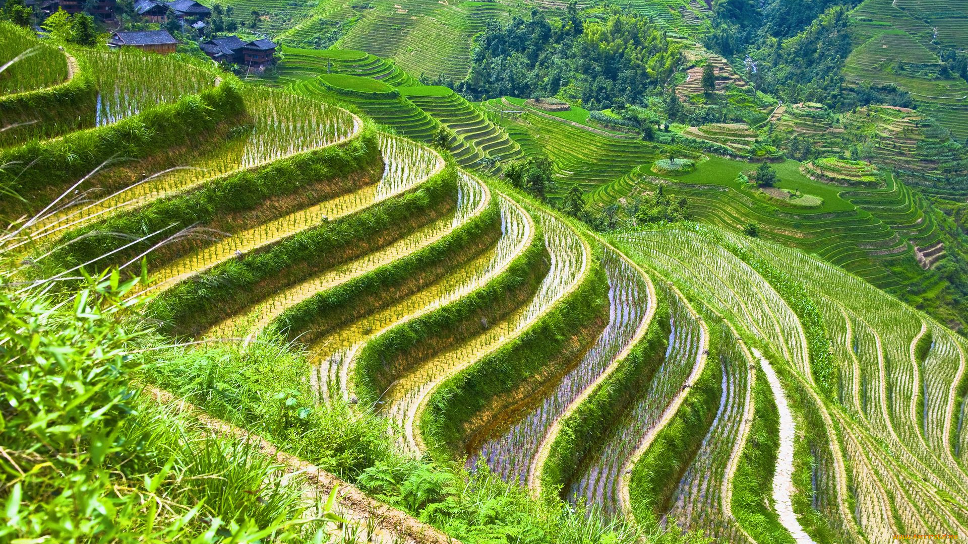 природа, поля, рис, роле