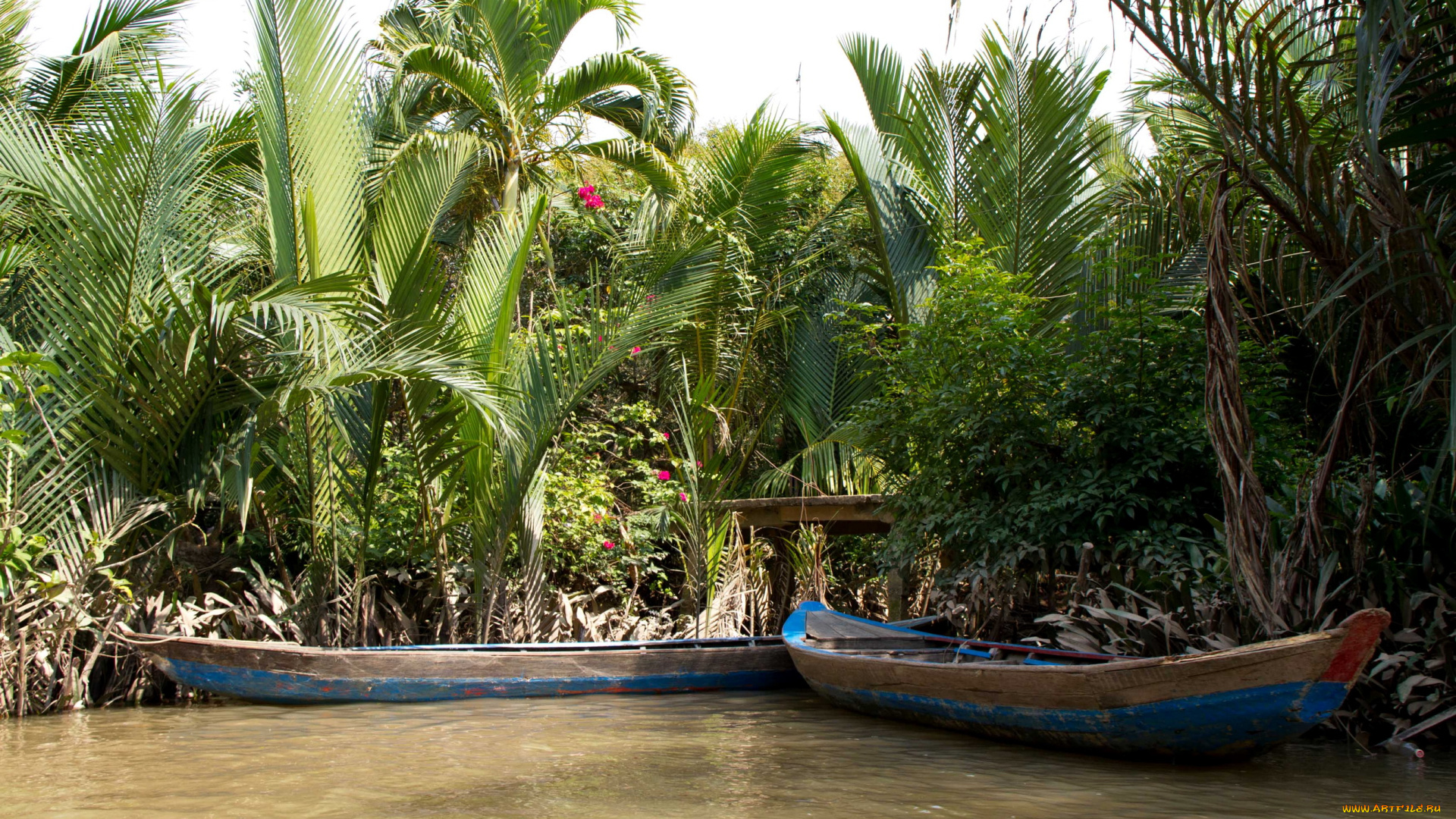 вьетнам, тьензянг, природа, тропики, река