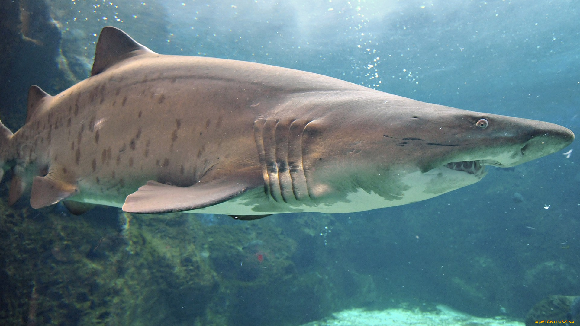 животные, акулы, глаза, акула, хищник, зубы