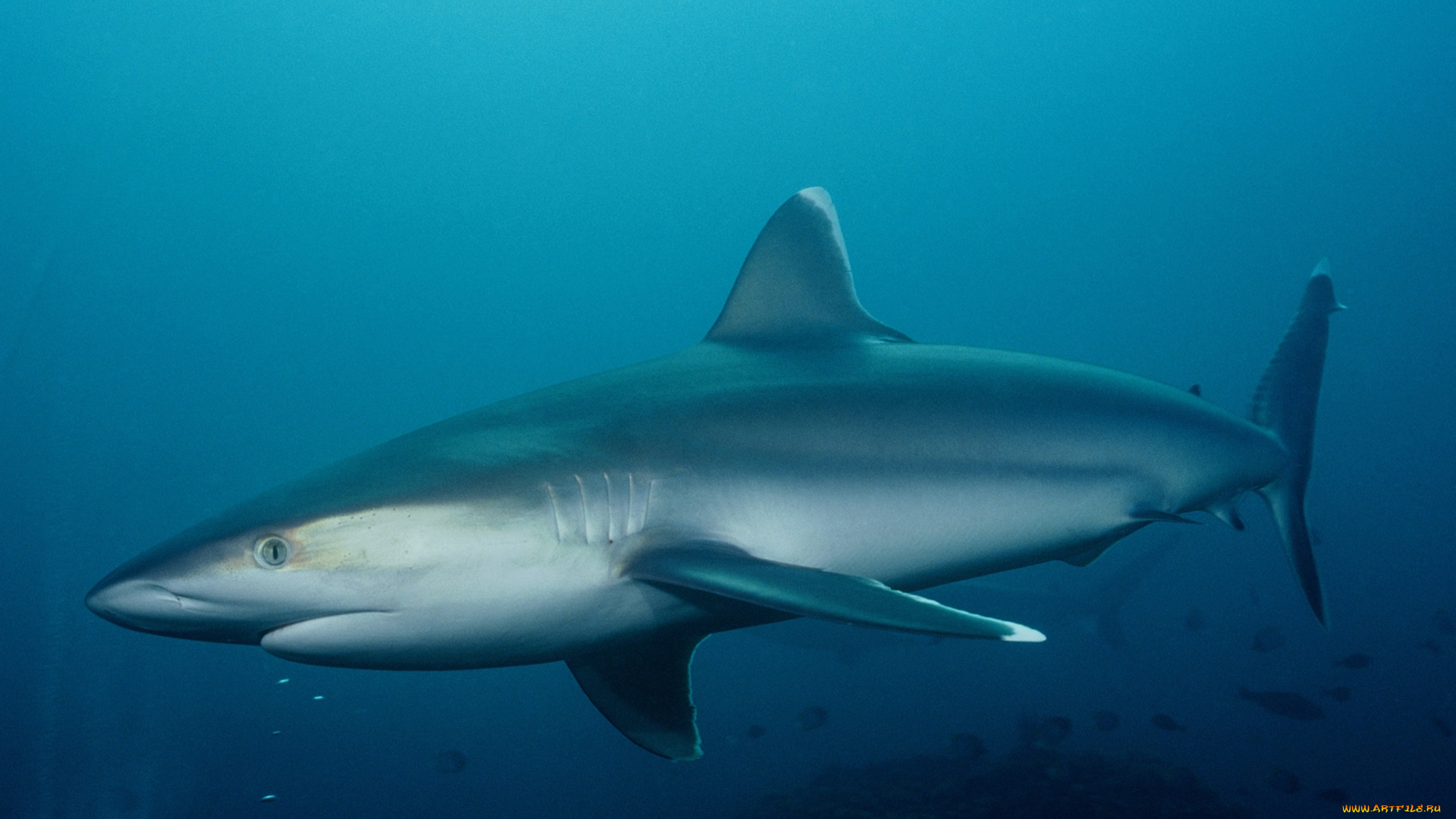 животные, акулы, рыба, хищник