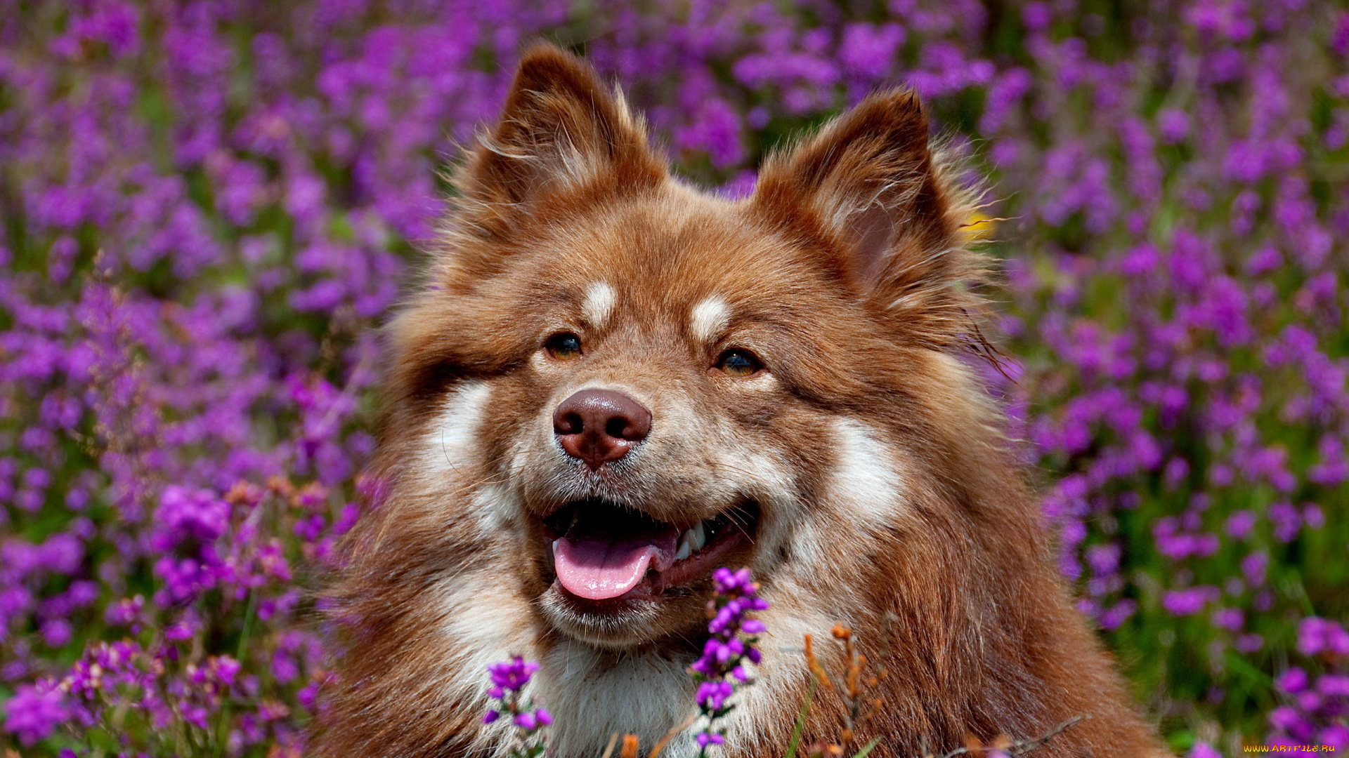 животные, собаки, цветы, собака