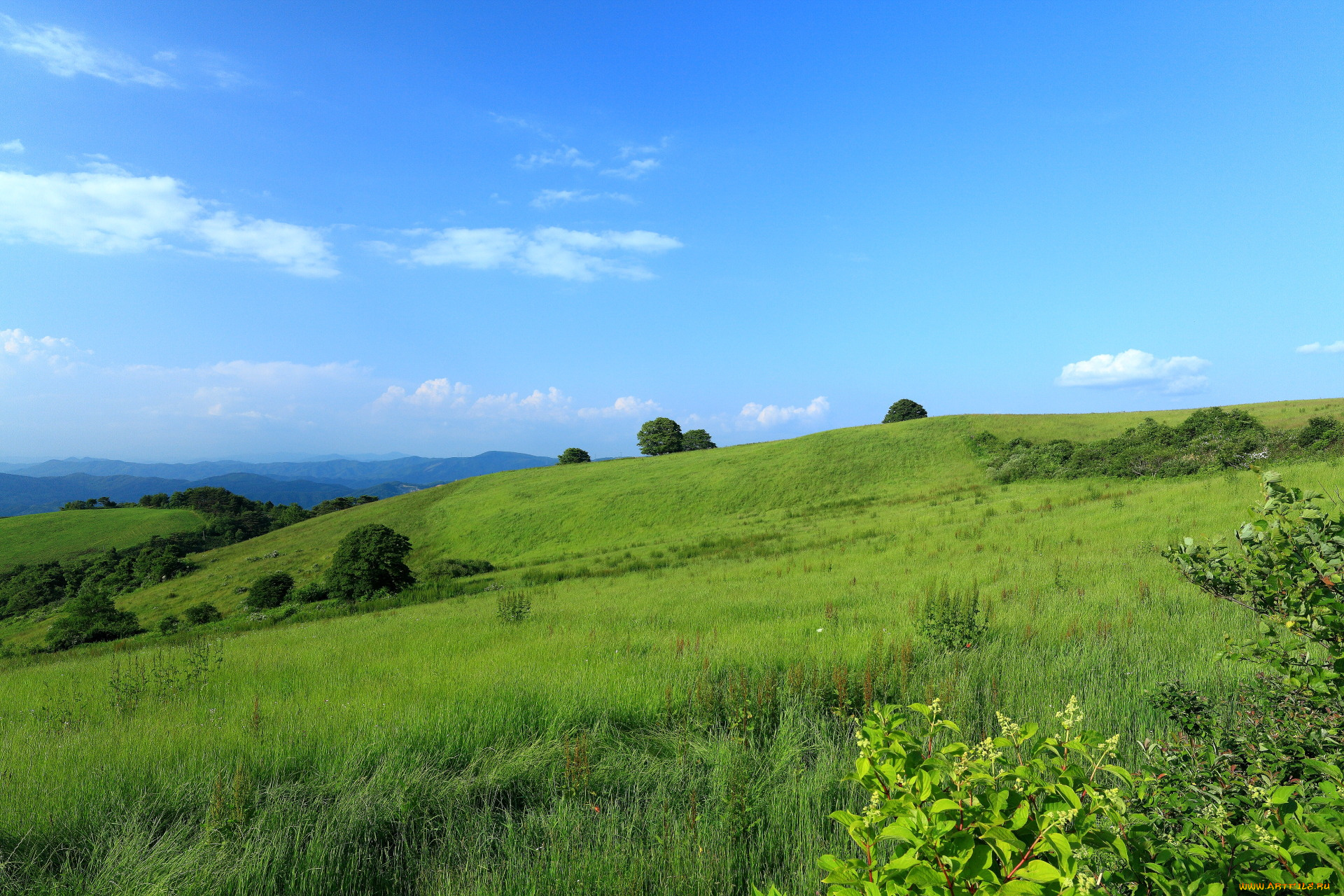 природа, поля, кусты, поле
