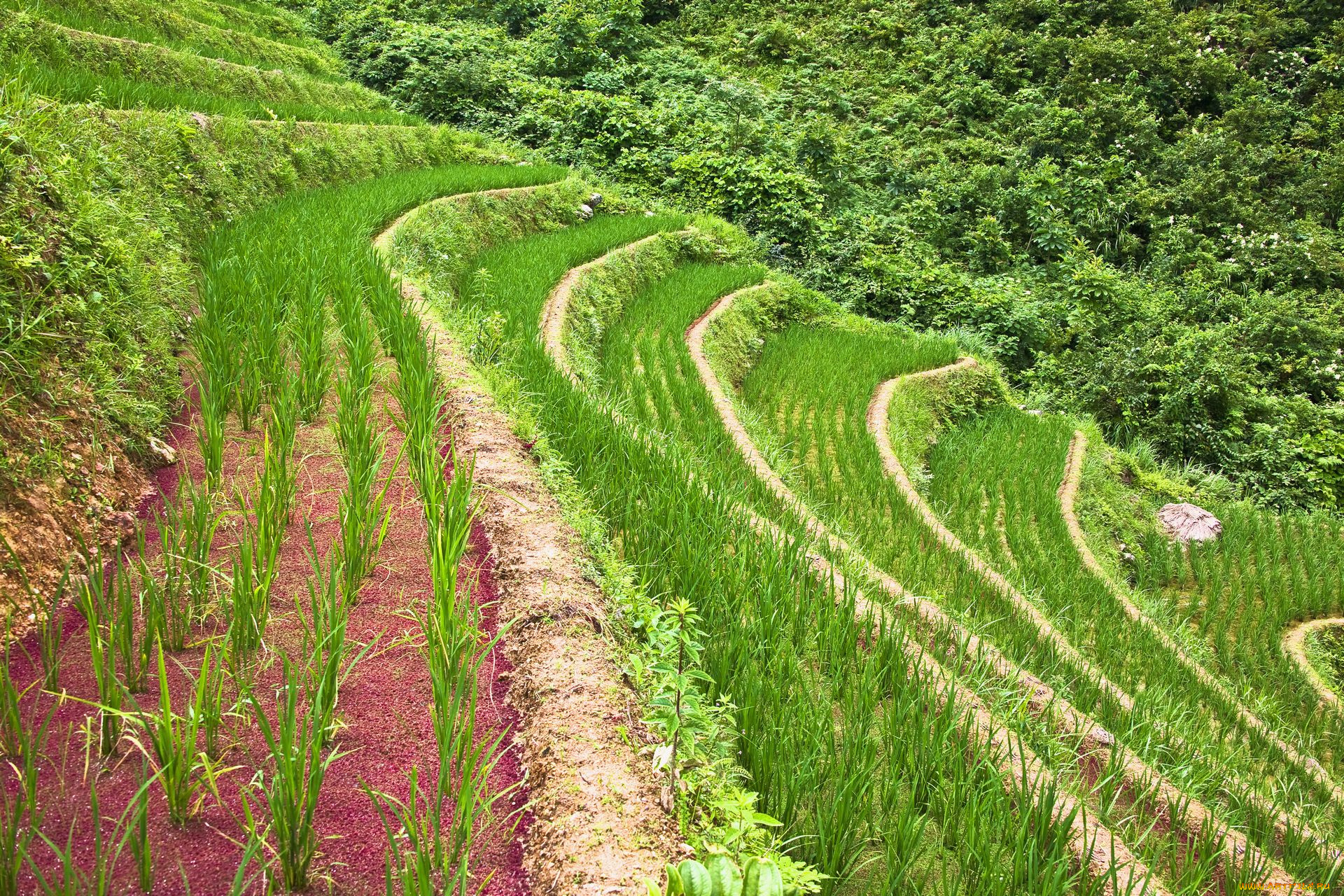 природа, поля, рис, роле