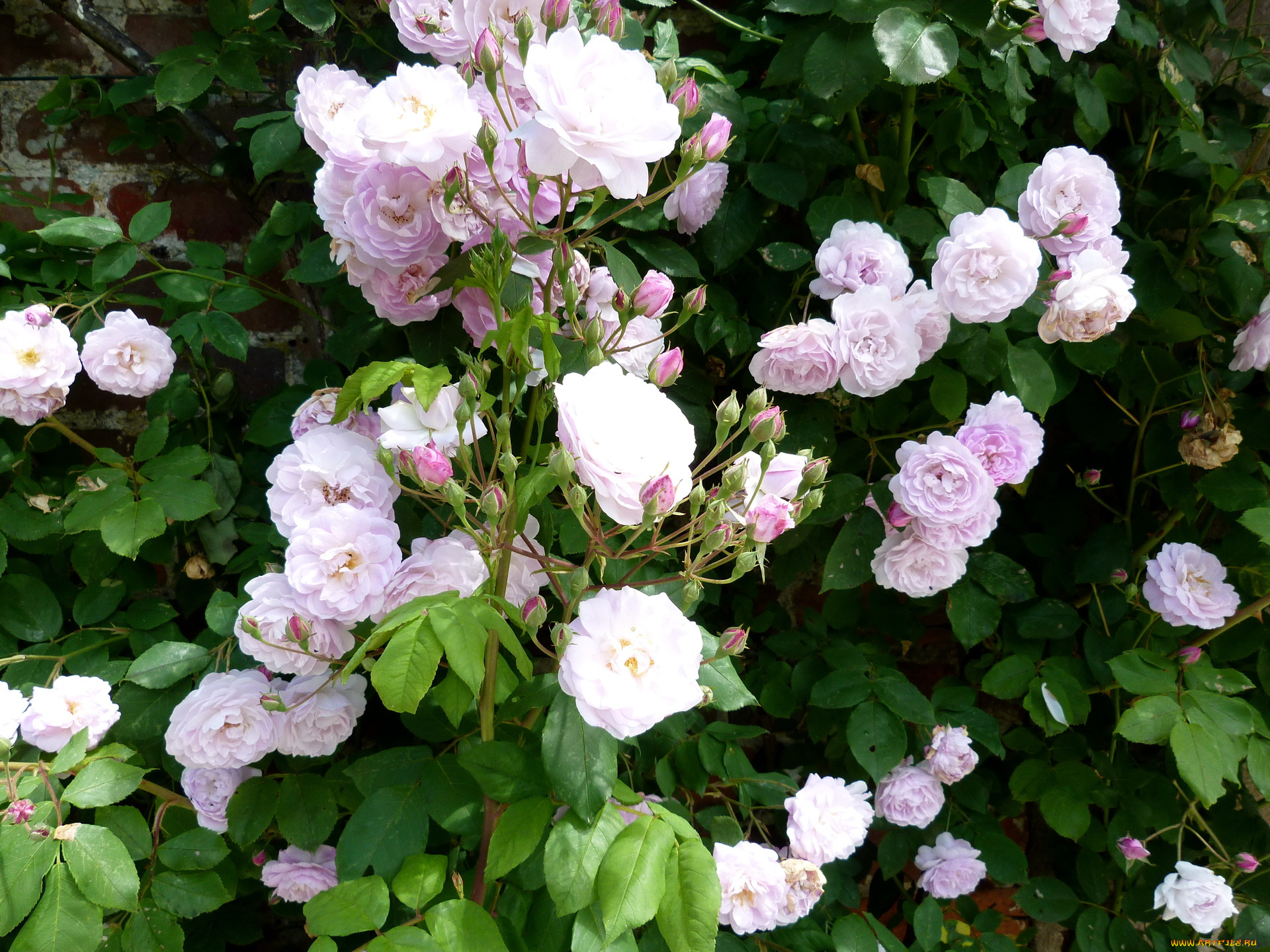 цветы, розы, куст