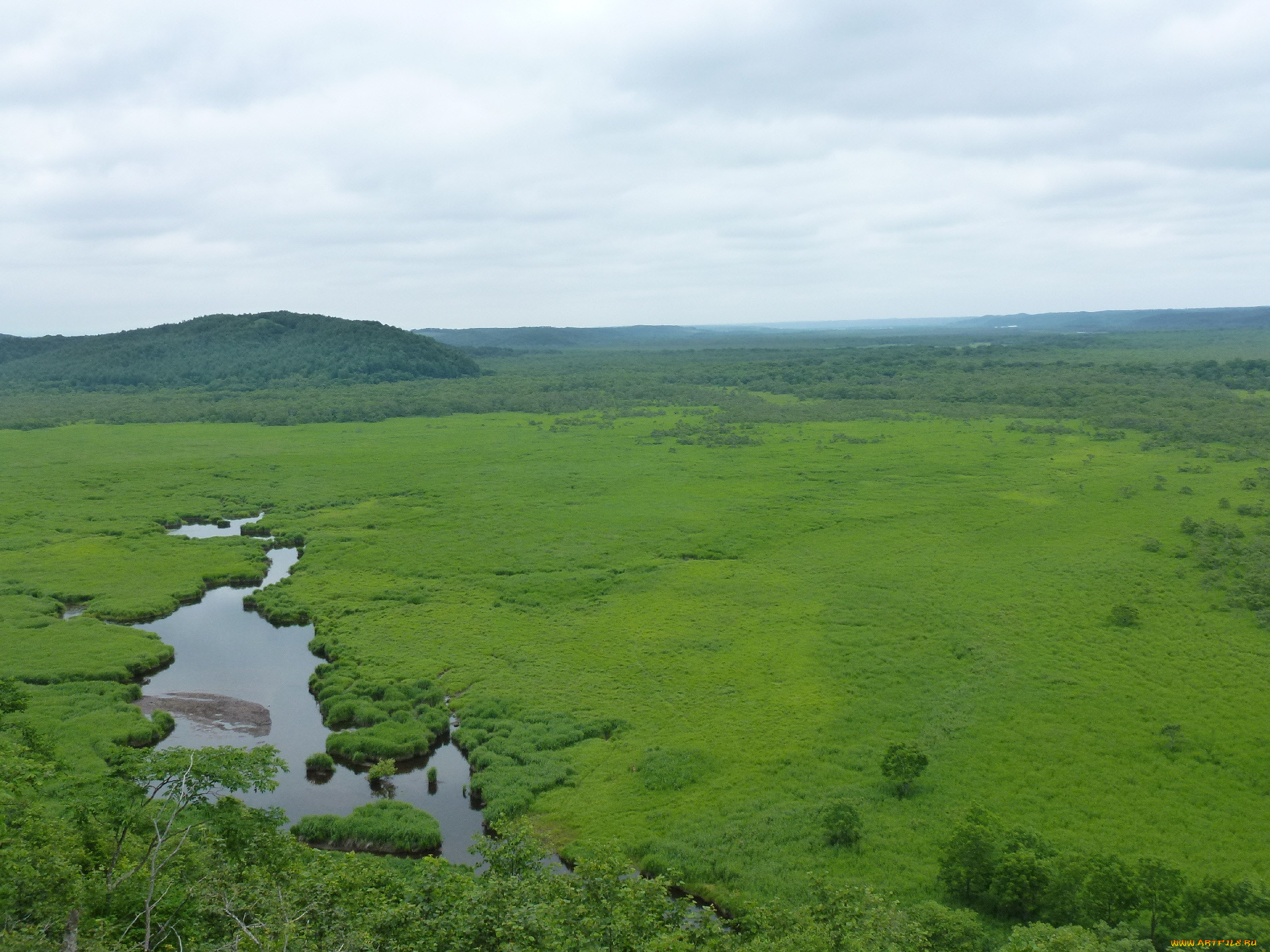 природа, луга, луг