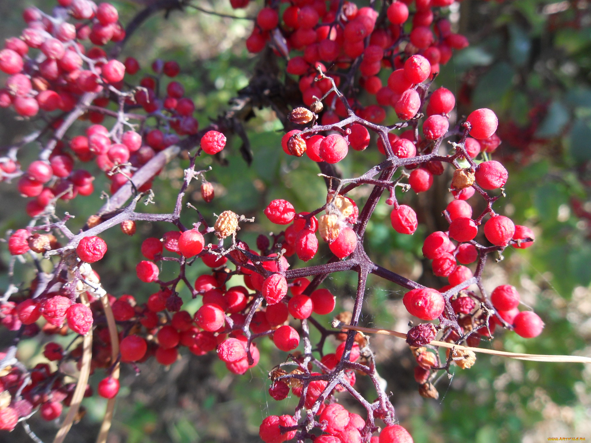 природа, Ягоды, ягоды