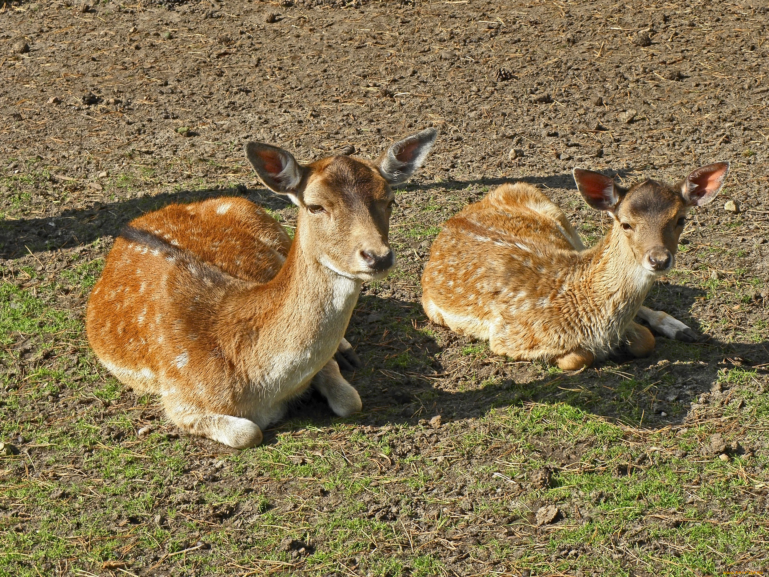 животные, олени
