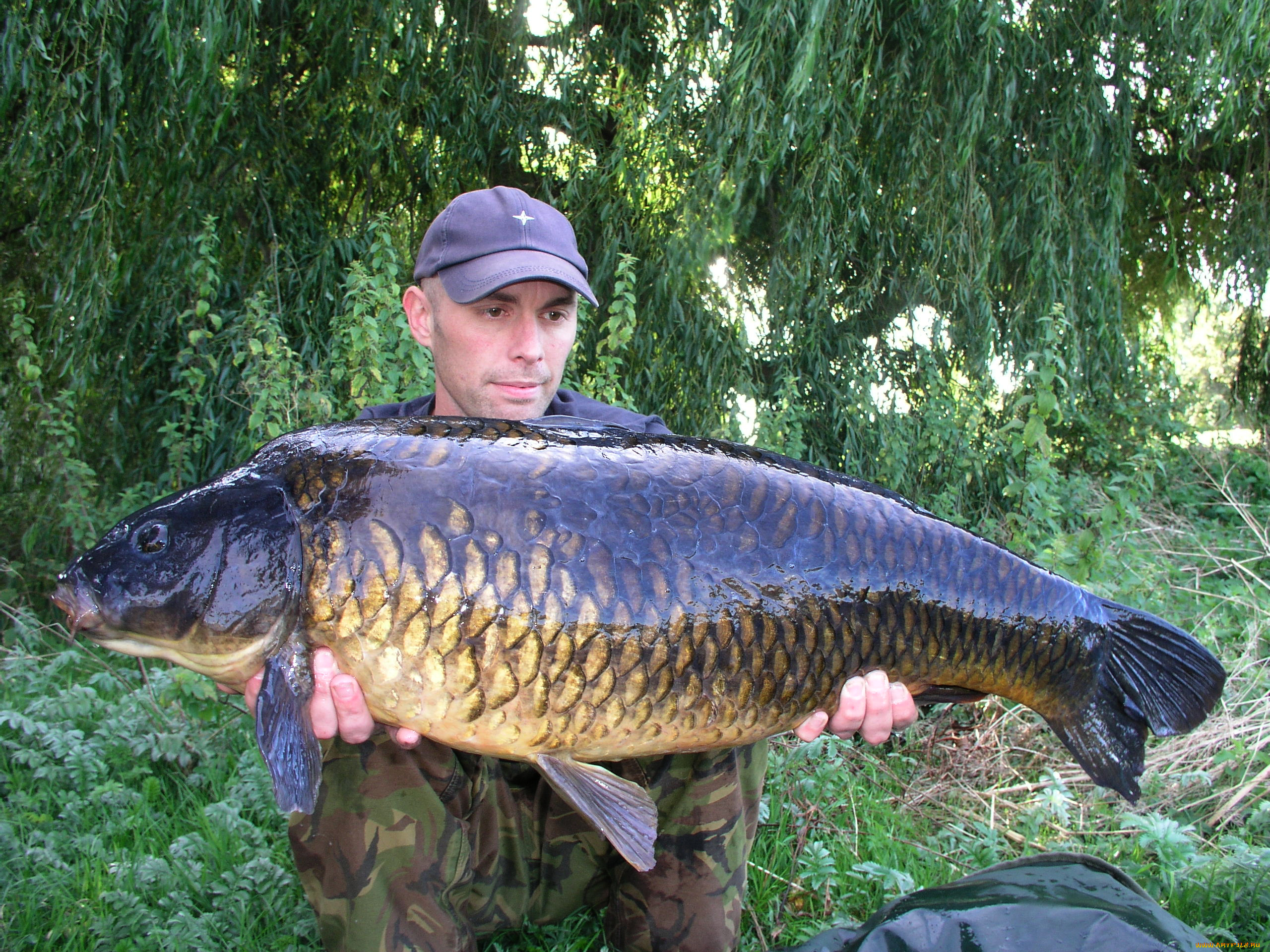 уловчик, животные, рыбы, карп, огромный, рыбак